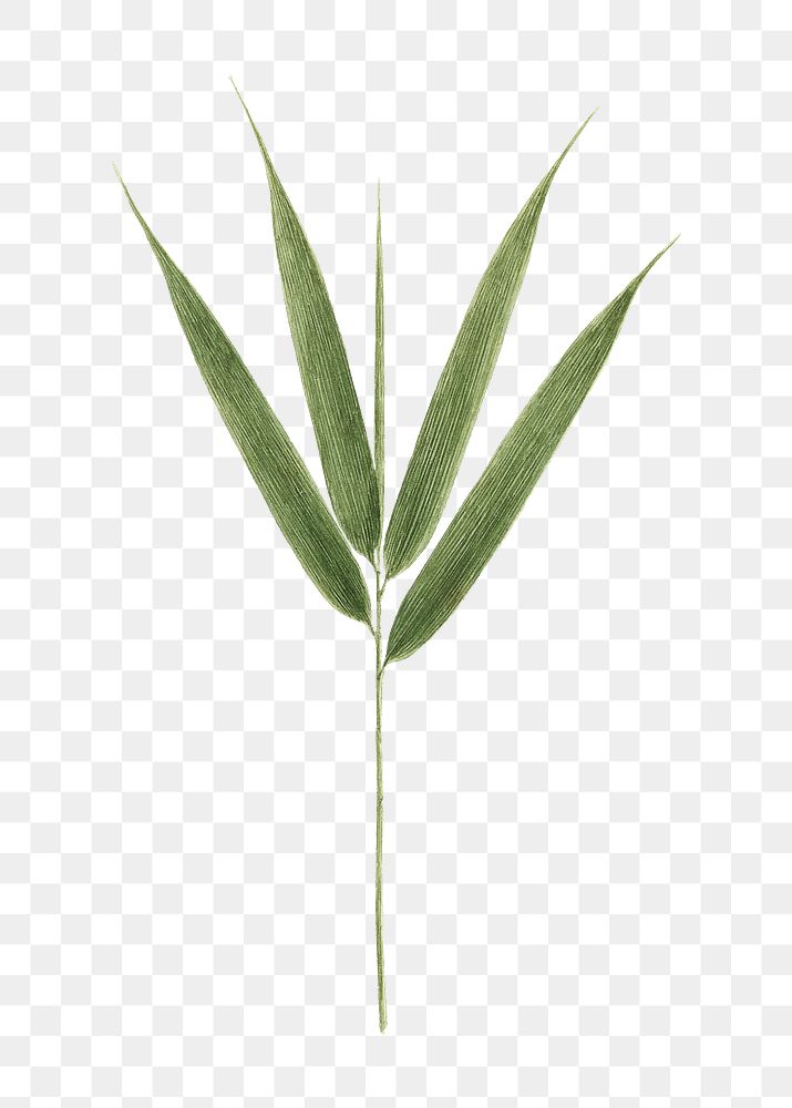 PNG Bamboo leaf, vintage botanical illustration by James Bruce, transparent background. Remixed by rawpixel.
