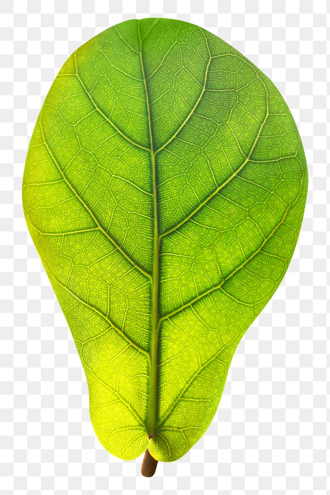 Green fig leaf png, transparent background