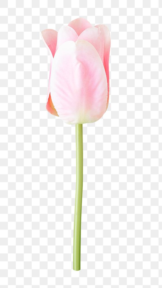 Pink tulip png collage element, transparent background