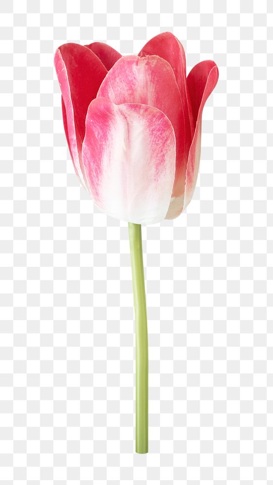 Pink tulip png collage element, transparent background