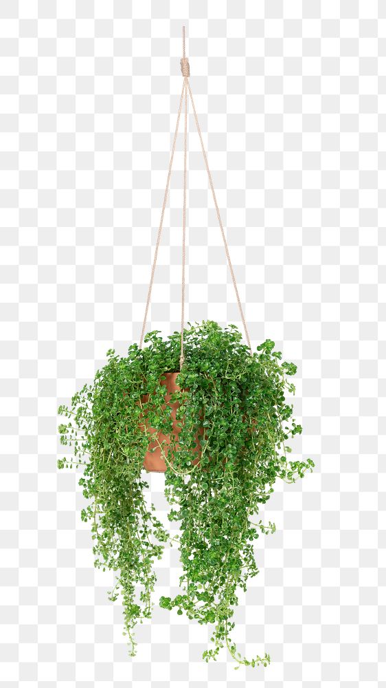 PNG Angel vine  indoor hanging plant transparent background