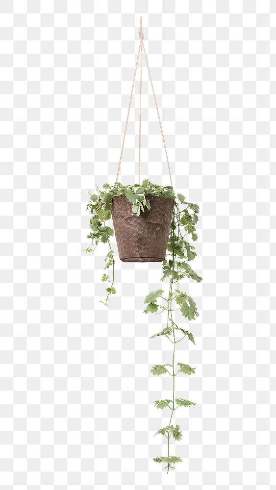 PNG English ivy  indoor hanging plant transparent background