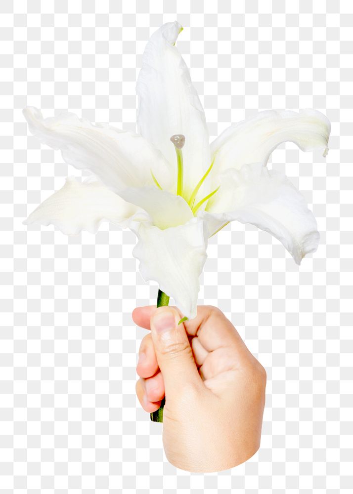 PNG PNG white lily, held by hand transparent background