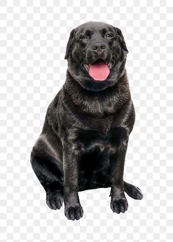 Png black labrador, isolated object, transparent background