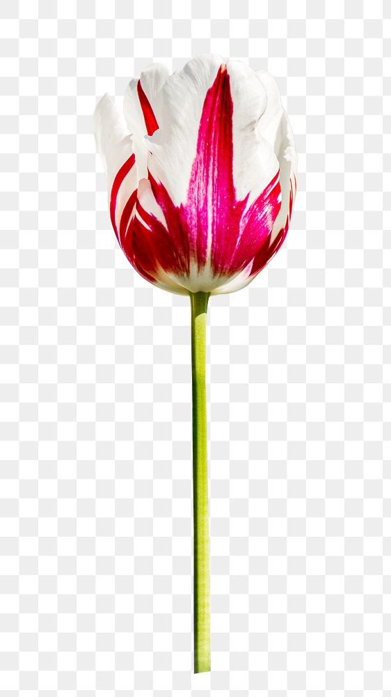 Ombre pink tulip png, transparent background
