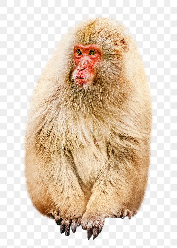 Snow monkey png, design element, transparent background