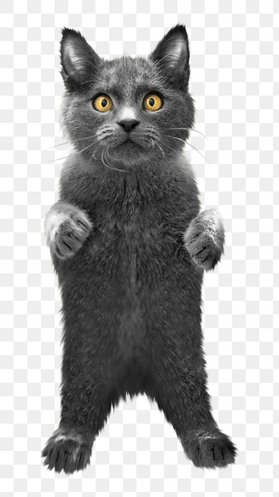 Standing cat png, isolated design, transparent background