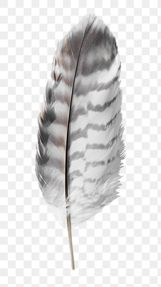 Png feather, isolated object, transparent background