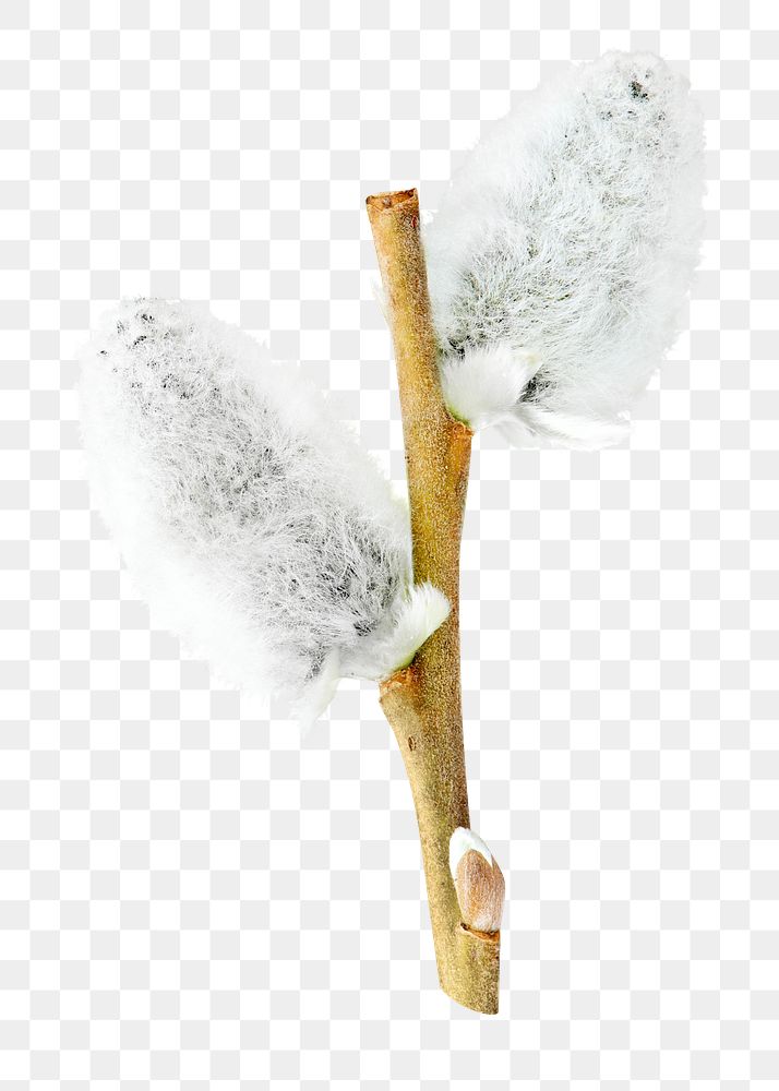 Png fuzzy willow branch, isolated object, transparent background