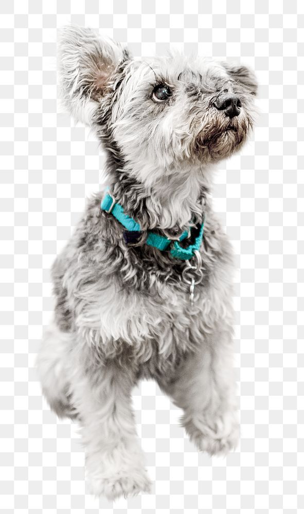 Schnauzer dog png, design element, transparent background