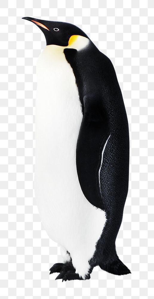Emperor penguin png collage element, transparent background
