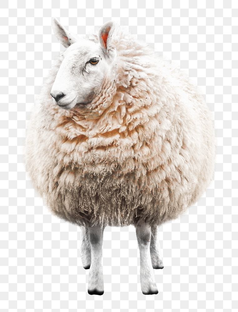 PNG Sheep collage element, transparent background