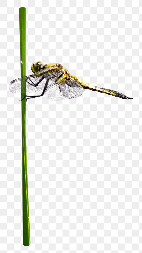 Png dragonfly perching element, transparent background