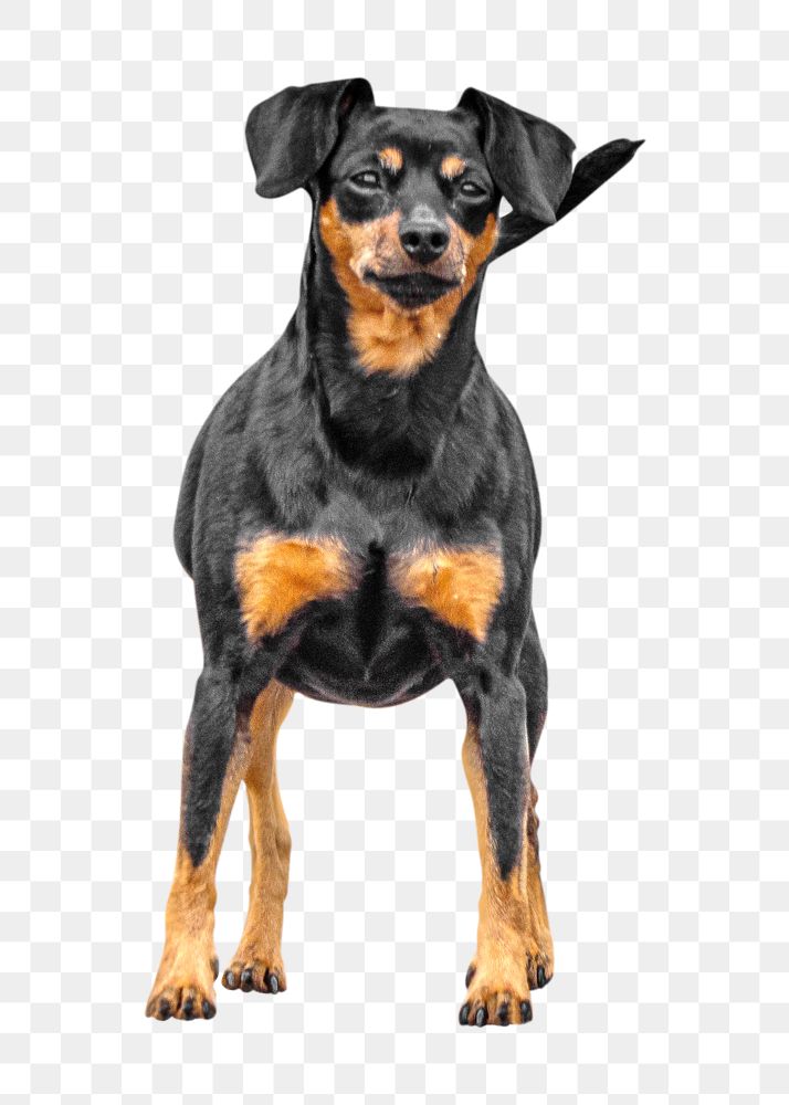 Png Doberman dog pet element, transparent background