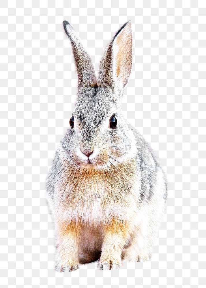 PNG Desert Cottontail rabbit, collage element, transparent background