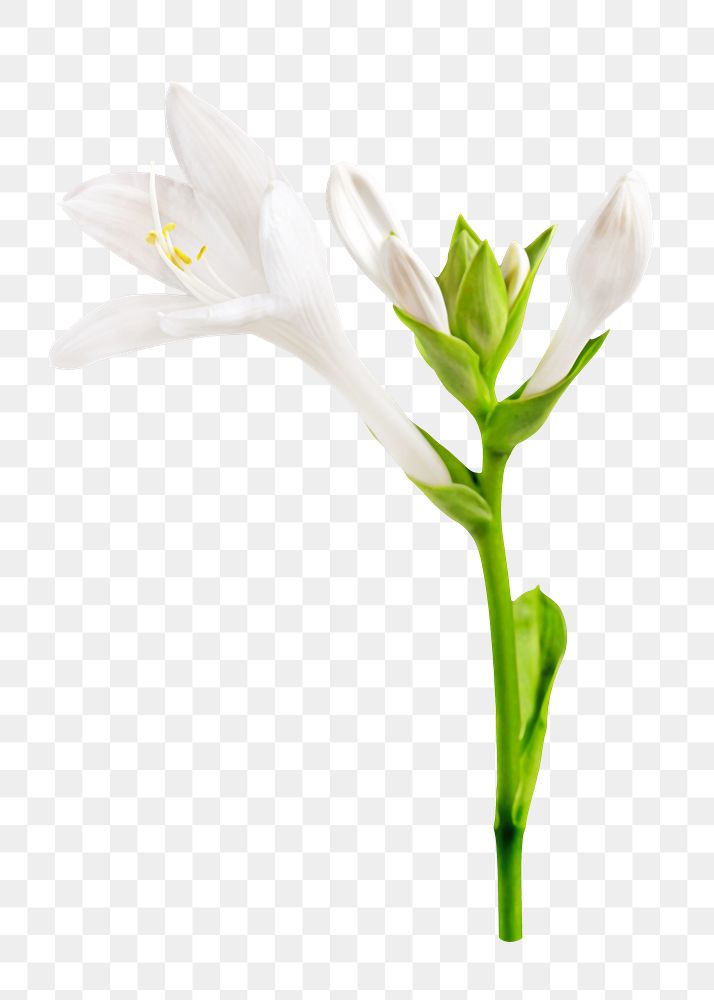 White Lilly flower png, transparent background