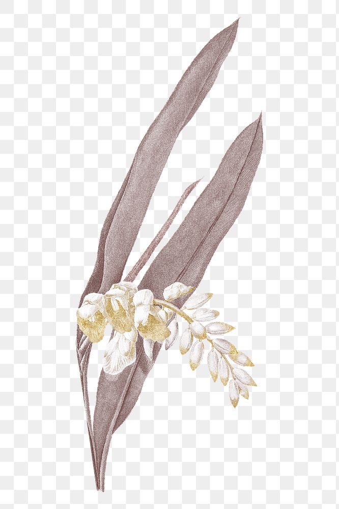 Png flower illustration on transparent background
