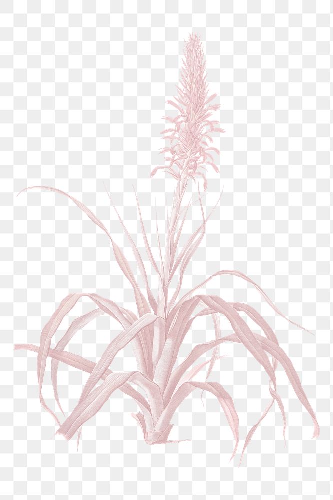 Png plant vintage illustration on transparent background