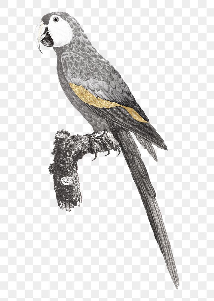 Png parrot illustration, bird element on transparent background