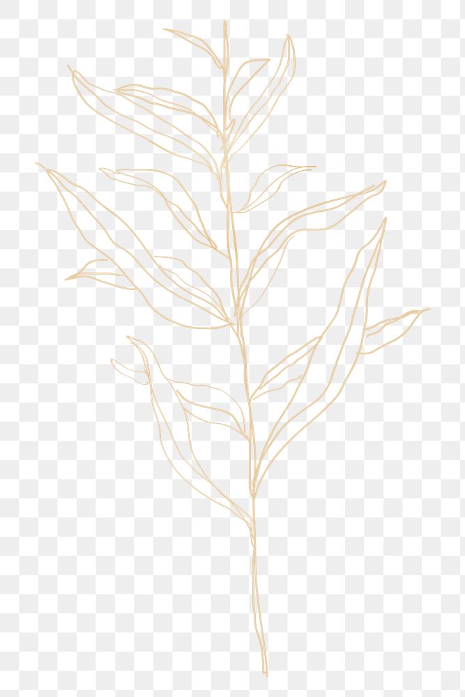 Png golden plant line art on transparent background