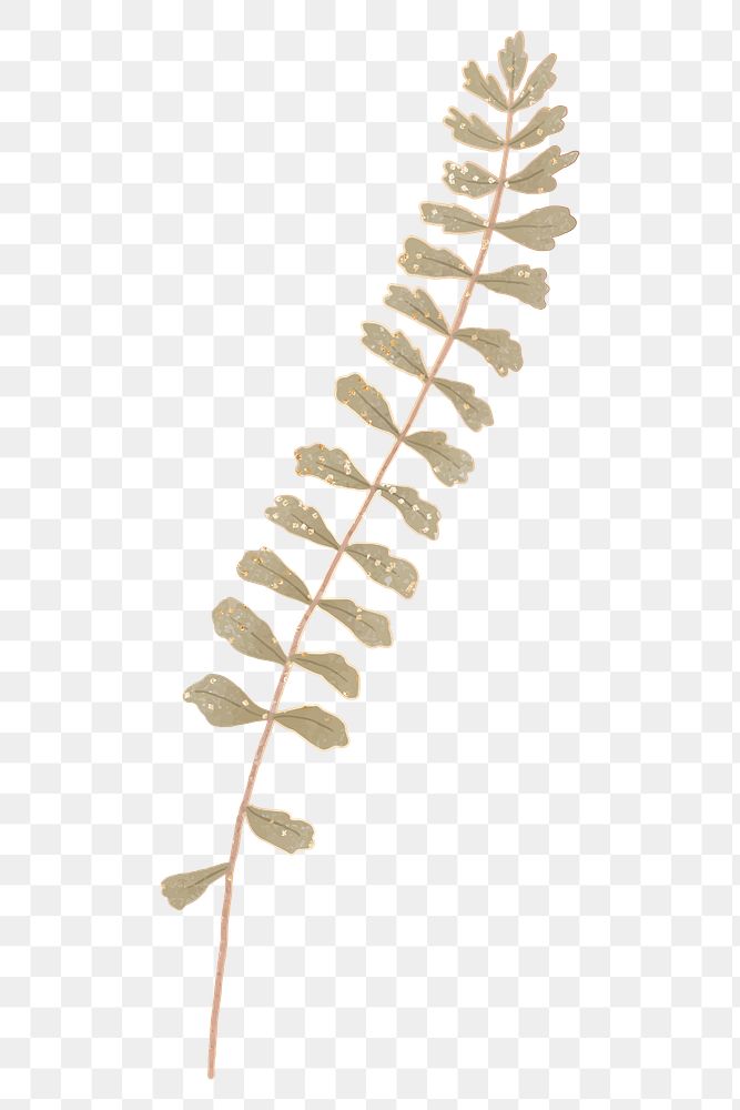 Png fern illustration, vintage element on transparent background