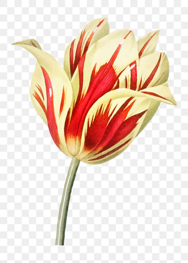 Tulip png flower illustration, transparent background