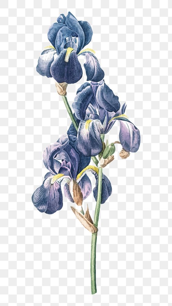 Iris png flower illustration, transparent background