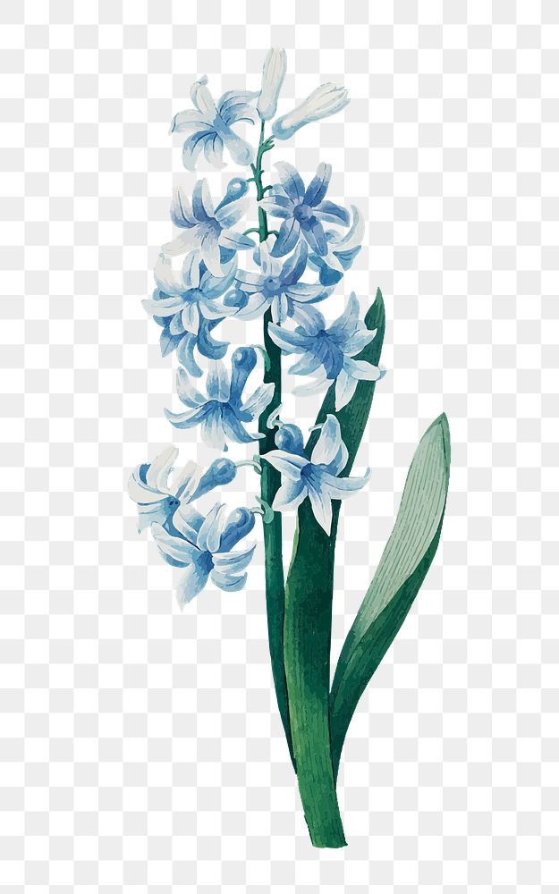 PNG blue hyacinth flower illustration, transparent background