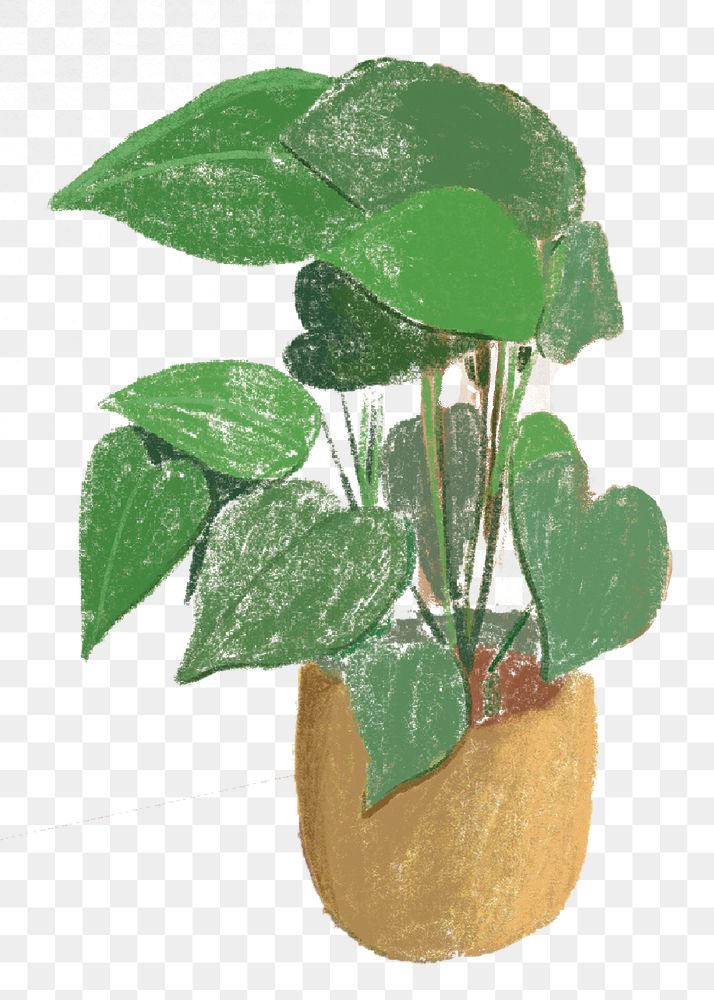 Png potted monstera, plant illustration, transparent background