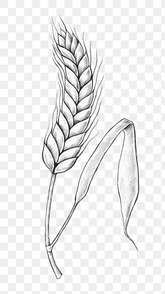 Png wheat black and white illustration, transparent background