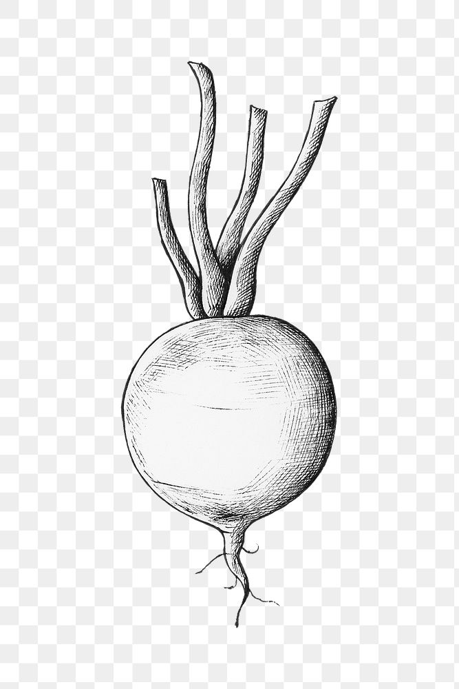 Png radish black and white illustration, transparent background