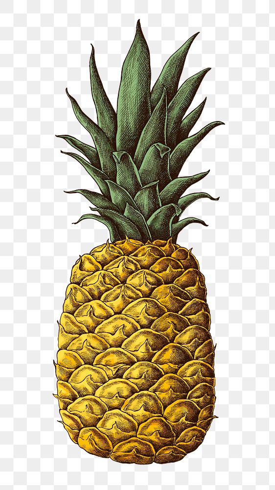 Png Fresh prickly pineapple drawing illustration illustration collage element, transparent background