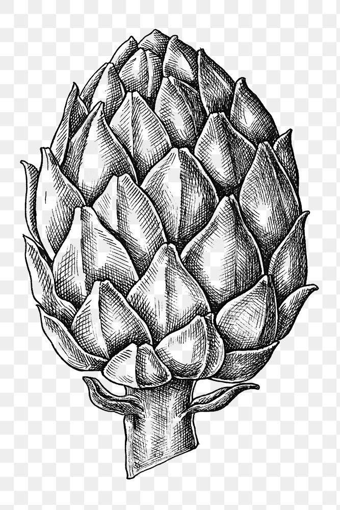 Png artichoke black and white illustration, transparent background