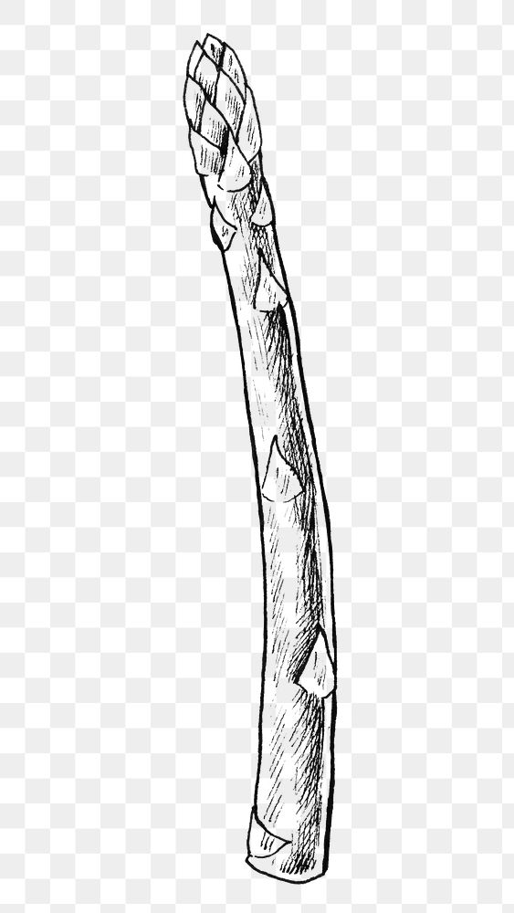 Png asparagus black and white illustration, transparent background