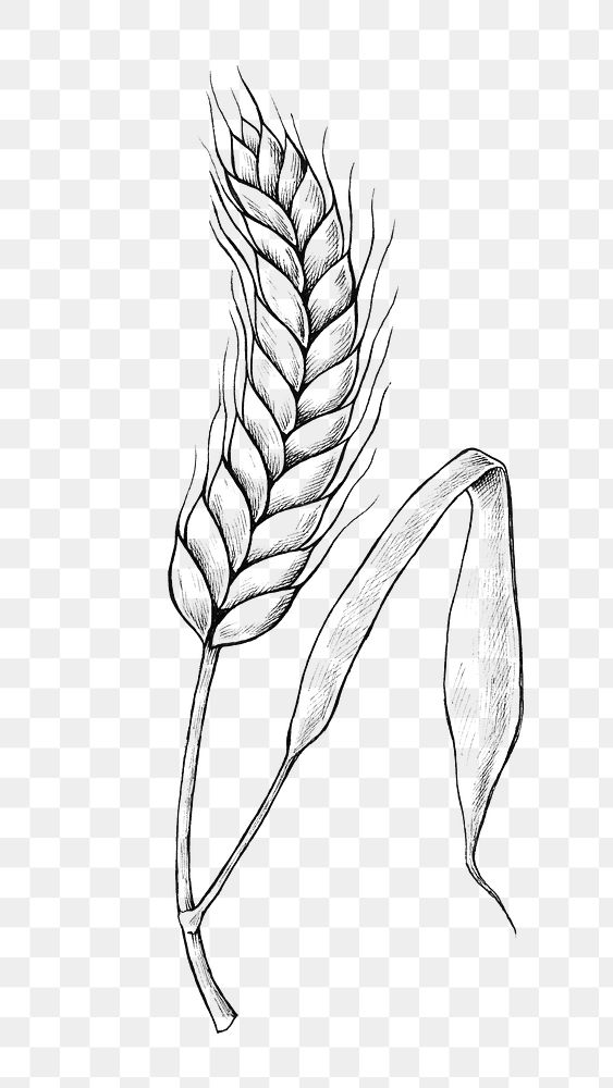 Png wheat black and white illustration, transparent background