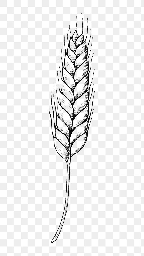 Png wheat black and white illustration, transparent background