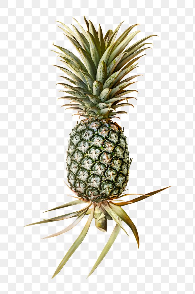 PNG pineapple, collage element, transparent background