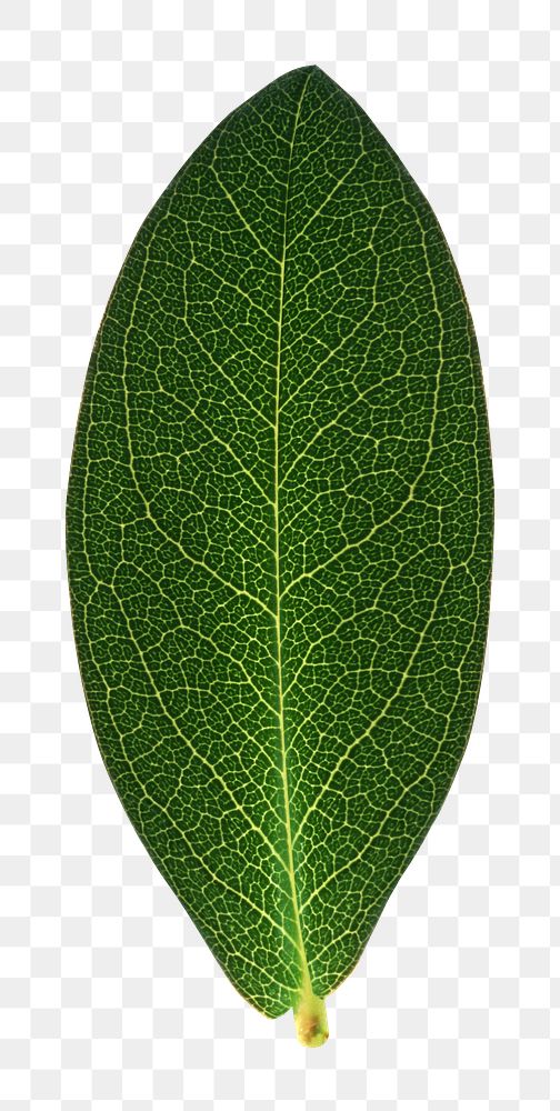 PNG Houseplant leaf collage element, transparent background