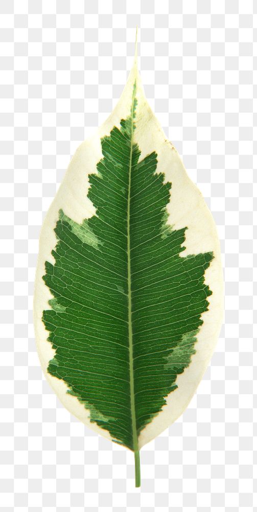 PNG Croton leaf design element, transparent background