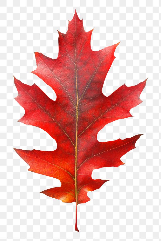 PNG Red oak autumn leaf collage element, transparent background