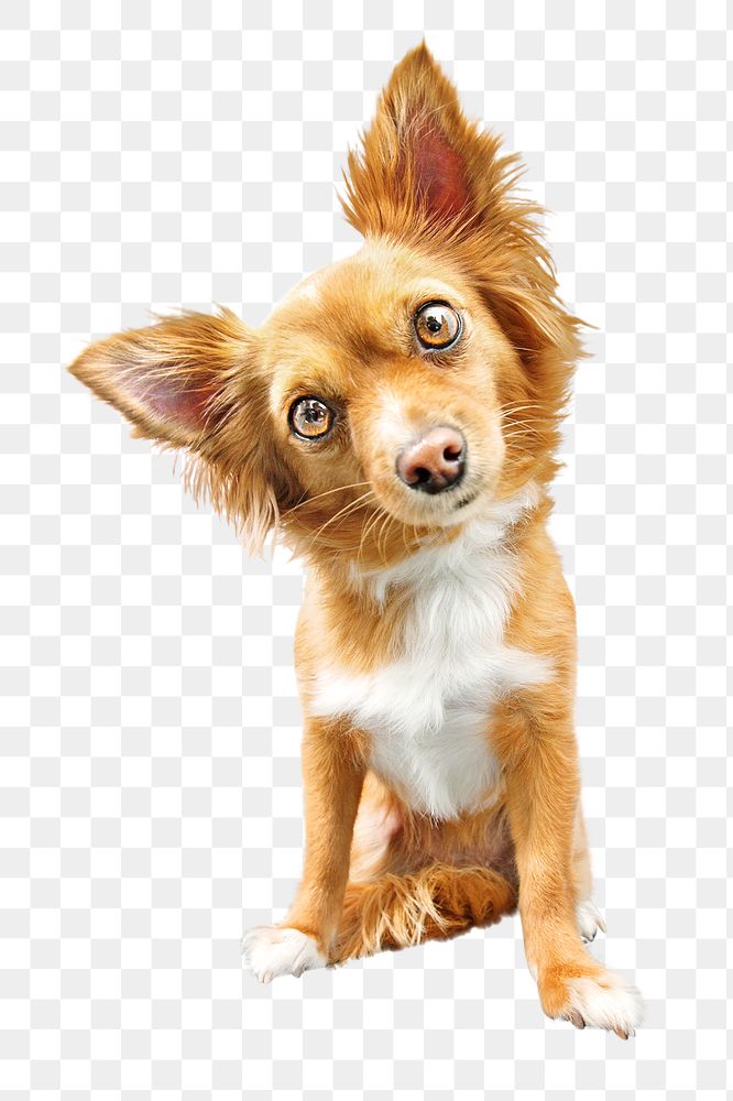 PNG confused chihuahua dog, collage element, transparent background