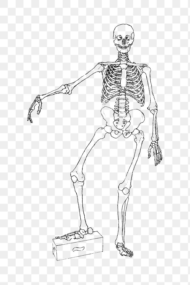 Human skeleton png collage element, transparent background