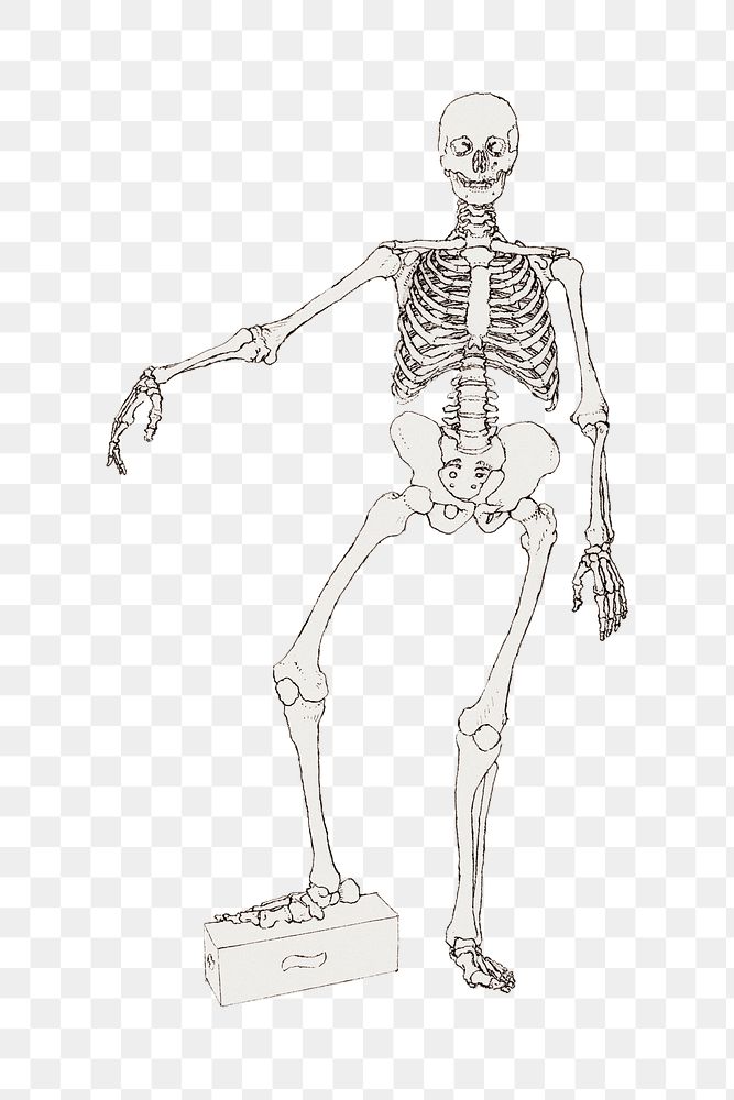 Human skeleton png collage element, transparent background