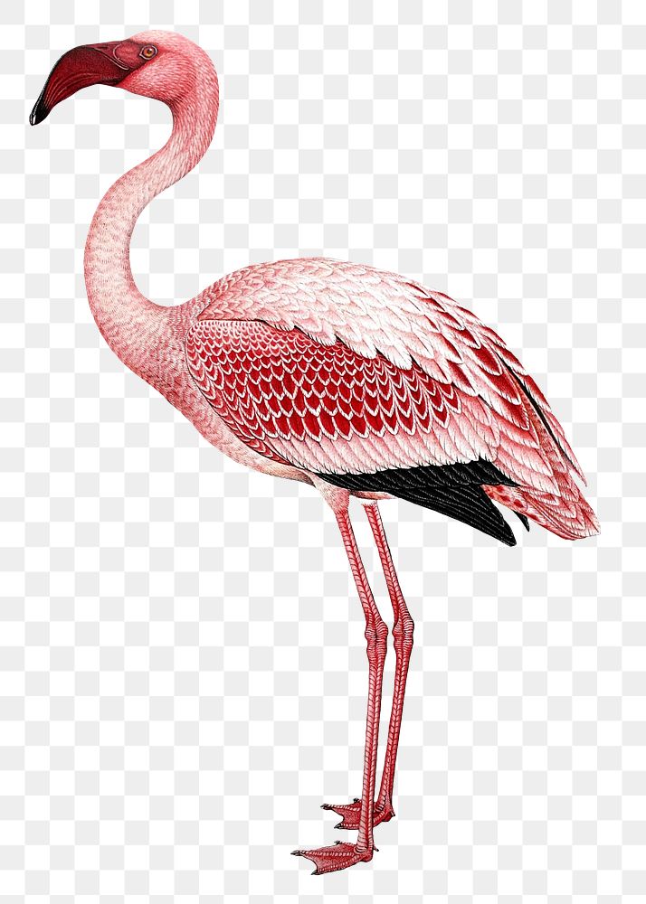 PNG flamingo vintage illustration on transparent background. Remixed by rawpixel. 