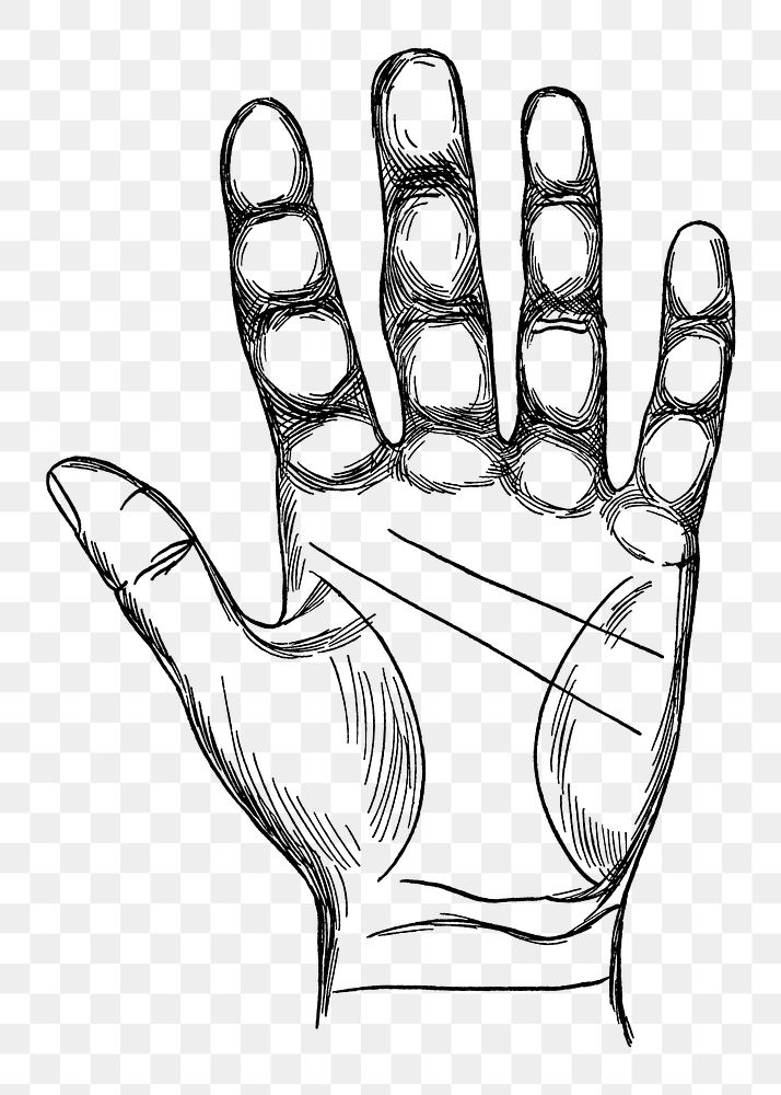 Human palm png vintage illustration, transparent background. Remixed by rawpixel. 