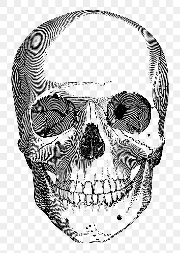 Human skull png vintage illustration, transparent background. Remixed by rawpixel. 