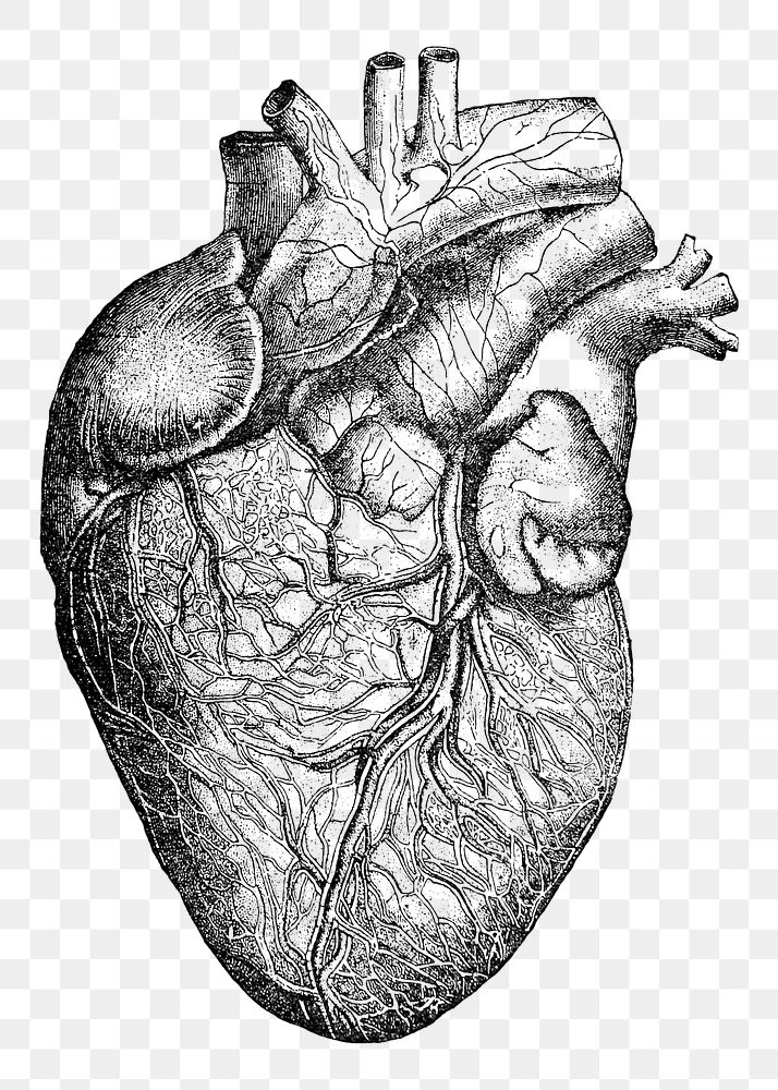 Human heart png vintage illustration, transparent background. Remixed by rawpixel. 