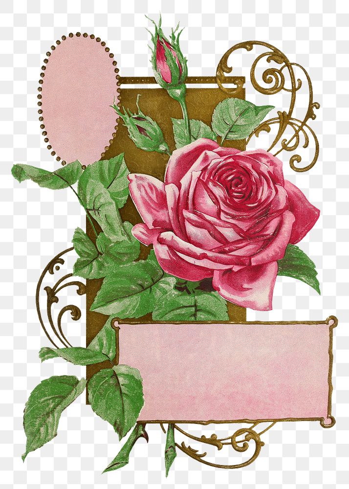 PNG vintage pink rose, chromolithograph art, transparent background. Remixed by rawpixel. 