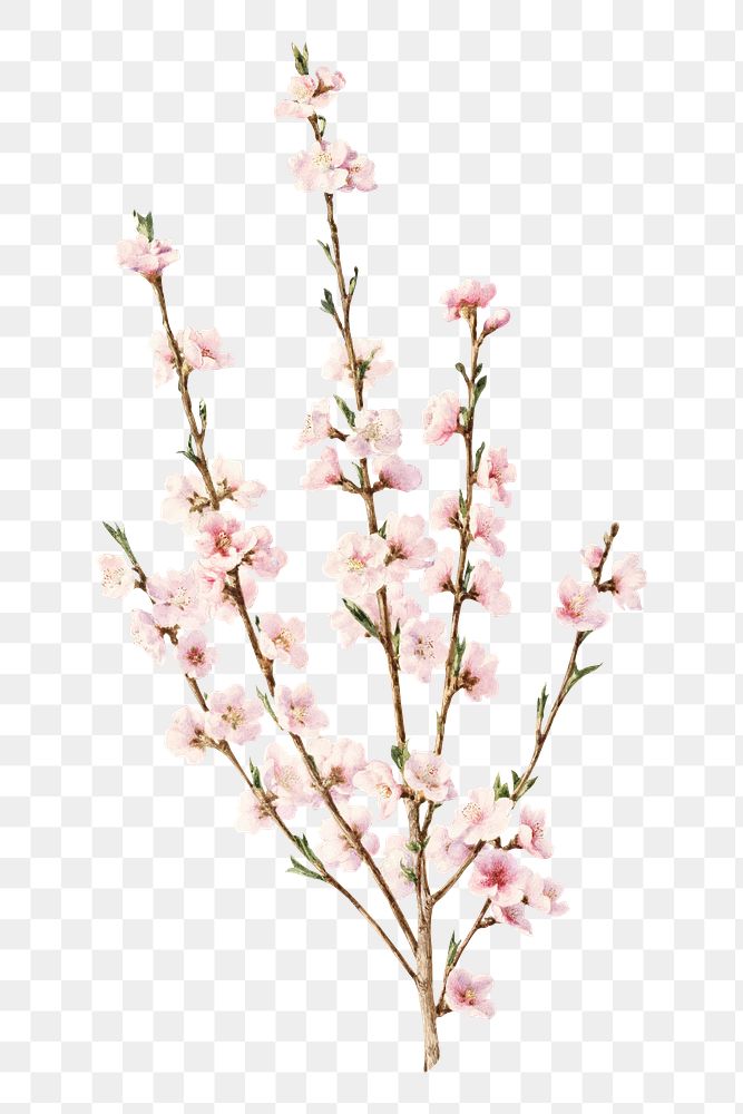 PNG Peach blossoms flower, vintage illustration by John William Hill, transparent background. Remixed by rawpixel.