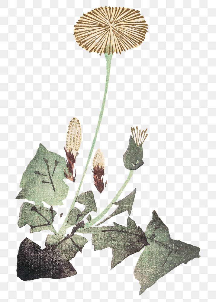 PNG Dandelion, Japanese flower illustration by Teisai Hokuba, transparent background. Remixed by rawpixel.